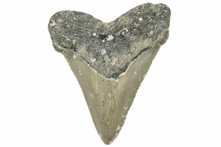 Juvenile Megalodon Tooth - North Carolina #308593